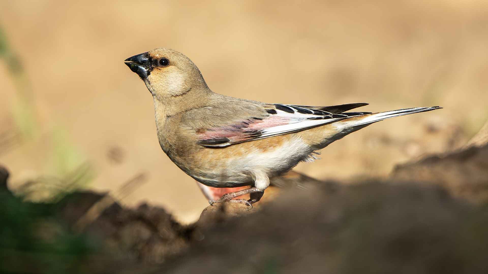 Desert Finch